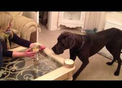 Enlace a Esto es lo que ocurre cuando un gran danés y un patito se conocen por primera vez.