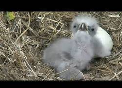 Enlace a ¡En el nido de estas águilas hay cámaras emitiendo en directo y ya han nacido!