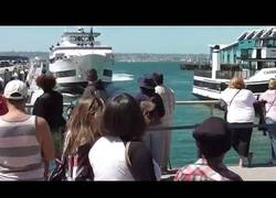 Enlace a Y así es como no se atraca un crucero