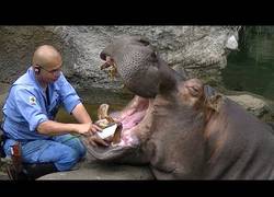 Enlace a Y así es como se le cepilla los dientes a un hipopótamo