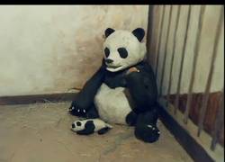 Enlace a ¿Recuerdas este vídeo viral del oso panda y su bebé? Ahora recreado con plastilina