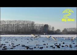 Enlace a Momento para relajarse viendo este lago de los cisnes en Siberia