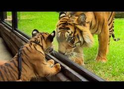 Enlace a Un tigre bebé y su reacción al conocer por primera vez a un tigre adulto