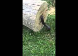 Enlace a Imagina que estás cortando un árbol y te encuentras ESTO. Menudo susto...