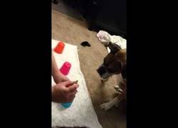 Enlace a Este boxer es el más malo jugando a este juego...