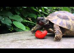Enlace a Si parpadeas te lo pierdes: una tortuga comiéndose una fresa