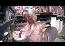 Enlace a Este hipopótamo se come sandías como si fueran caramelos