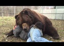 Enlace a Hay que tener mucho valor para hacer esto con este gran oso
