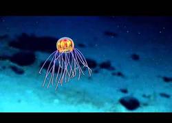 Enlace a Impresionante estas medusas vistas en las Marianas