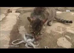 Enlace a ¿Qué pasa cuando un gato intenta comerse un pulpo vivo?