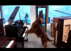 Enlace a Cuando tienes un perro que afina pianos