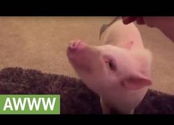 Enlace a Este cerdito tiene una pasión cuando ve un tenedor