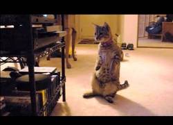 Enlace a Los gatos y su sorpresa al ver reproductores de DVD