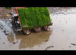 Enlace a Así funciona esta máquina para cultivar arroz