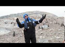Enlace a Así reaccionan los pingüinos cuando escuchan ópera