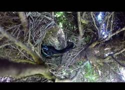 Enlace a Parecía que iba a ser una bonita grabación sobre nacimiento de pájaros hasta que pasa algo tremendo