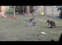 Enlace a Este lemur y canguro se lo pasan en grande jugando