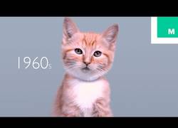 Enlace a 100 años de belleza de los gatos