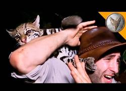 Enlace a Así se comporta un ocelote salvaje. Mejor no hacerle cabrear...