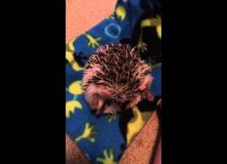 Enlace a Este erizo está ante el resto de su vida. ¿Será capaz de lograrlo?