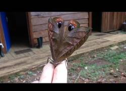 Enlace a ¿Es este el saltamontes más precioso que existe?