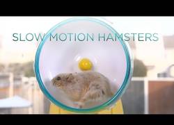 Enlace a ¿Alguna vez habías pensado como era un hamster corriendo a cámara lenta? ¡Así!