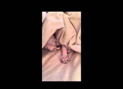 Enlace a Este gato sin pelo es lo más parecido a Gollum que vas a ver