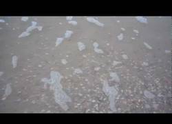 Enlace a Miles de almejas emergen de la arena de la playa tras pasar el agua