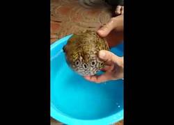 Enlace a El sistema de protección de un pez globo