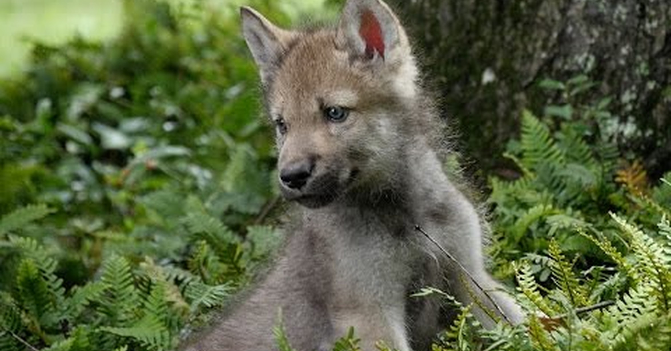 Волк детям о животных. Волк с волчатами. Волчонок Волков. Про маленького волчонка.
