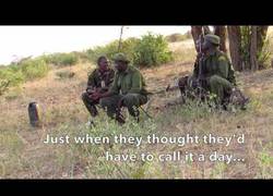 Enlace a Este bebé de elefante rescatado es reunido de nuevo con su familia