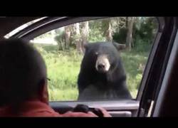 Enlace a Este oso intenta robar el coche al estilo Grand Theft Auto