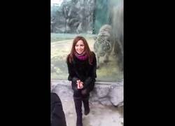 Enlace a El brutal ataque de este tigre blanco a una joven rusa