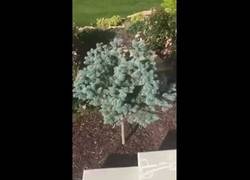 Enlace a Que jirafas más bonitas hija, pero mejor bórralas...