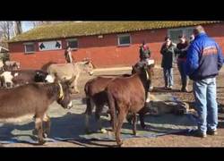Enlace a Un grupo de burros llora la muerte de un compañero :(
