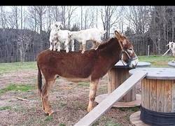 Enlace a Vas a flipar con la mayor afición de las cabras