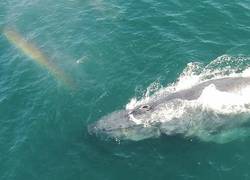 Enlace a Atención a esta ballena disparando un arcoíris
