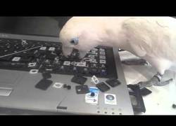 Enlace a Si tienes una cacatúa, vigila muy de cerca tu portátil...