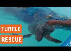 Enlace a El problema de esta tortuga que es rescatada por suerte :(