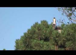 Enlace a Esta ardilla se va a lo loco de estar a punto de ser comida