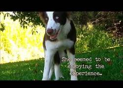 Enlace a Este perro se come accidentalmente unas setas alucinógenas y atención a su comportamiento...