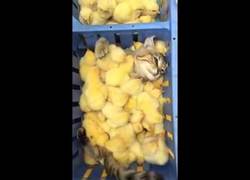 Enlace a Este gato es el más feliz del mundo nadando entre pollitos