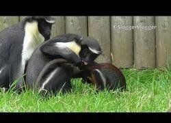 Enlace a Este mono sabe como hacer enfadar a su madre