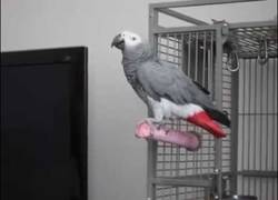 Enlace a Este loro es un gran fan de James Bond