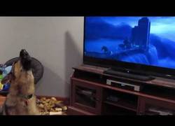 Enlace a Hoy no vas a ver nada más adorable que este pastor alemán viendo Zootopia