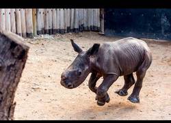 Enlace a El bebé de rinoceronte más obediente del mundo que siempre viene cuando le llaman