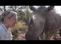 Enlace a Este bebé de rinoceronte ha sido rescatado y es muy cariñoso dando besos