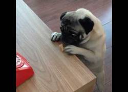 Enlace a Este perrito no es capaz de comerse una galleta. ¿Lo conseguirá? :(