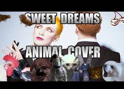 Enlace a Nuestros animalitos vuelven a hacerlo con Sweet Dreams