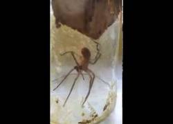 Enlace a Esta araña se venda una pata fracturada con su propia seda